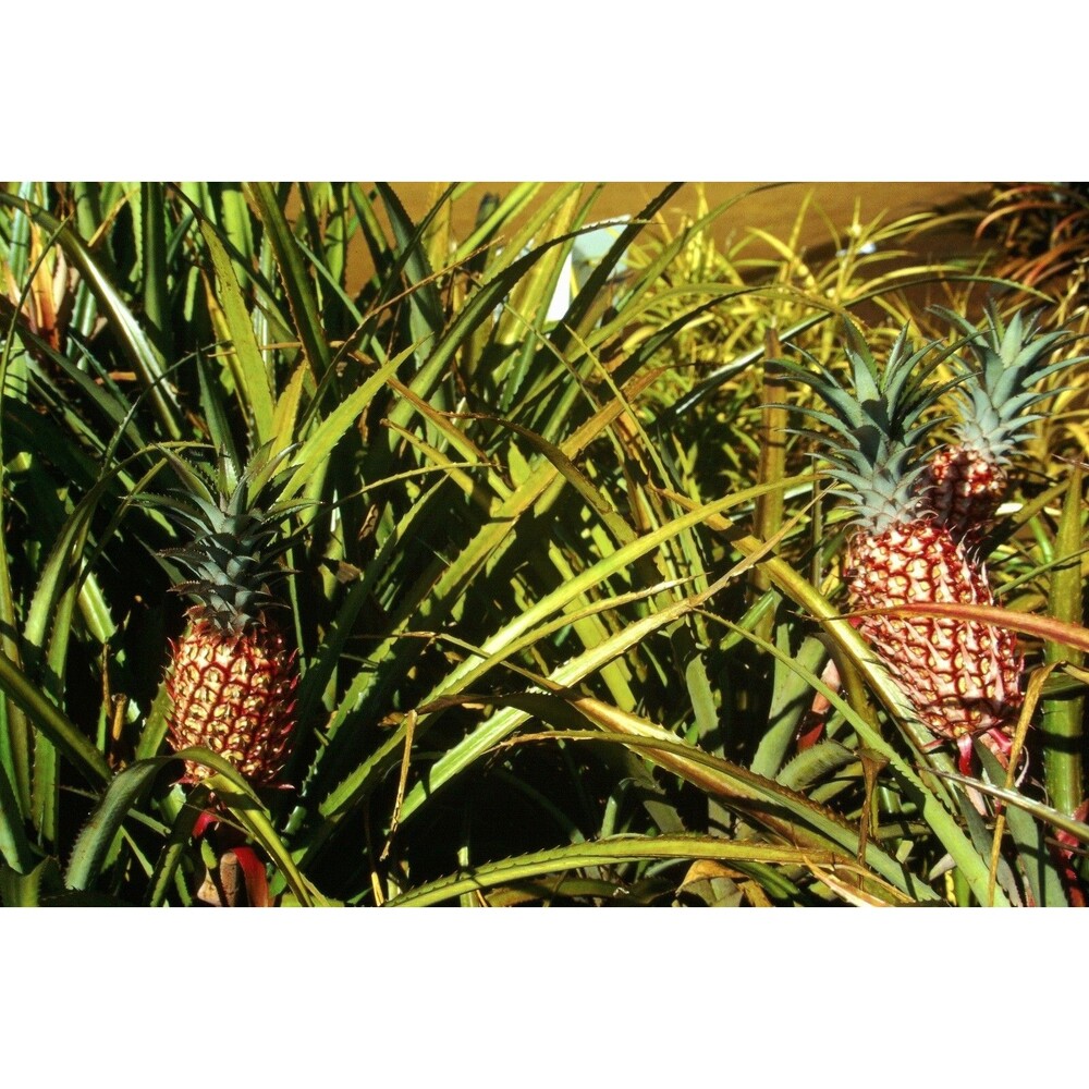 Original 1996 35mm Slide, "Up close Pineapples", O‘ahu, Hawaii